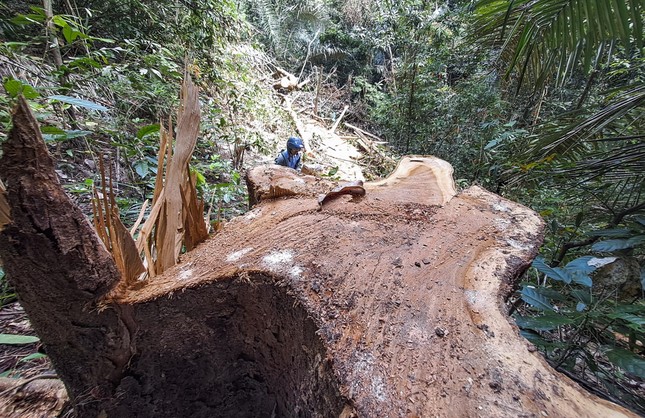 Vụ khai thác gỗ khủng trong rừng phòng hộ ở Bình Định: Có dấu hiệu tội phạm ảnh 1