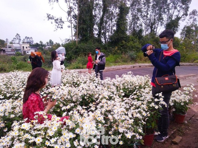Đà Nẵng: Cúc họa mi đang mùa nở rộ, bạn đã kịp chụp bộ ảnh “sống ảo” nào chưa? ảnh 6