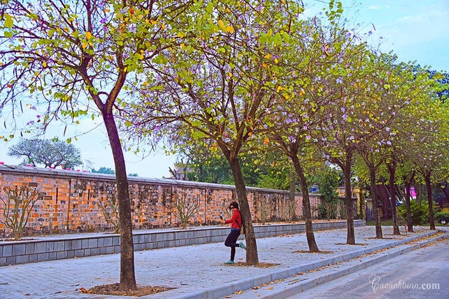 Hà Nội: Rủ bạn thân, gà bông chụp ngay bộ ảnh trên con đường hoa ban tím đẹp mơ màng ảnh 7
