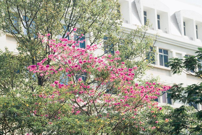 Hẹn hò Sài Gòn: Hoa kèn hồng nở sớm rực rỡ một khoảng trời, đẹp tựa như một thước phim ảnh 2