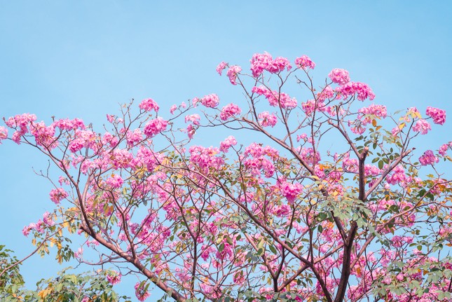 Hẹn hò Sài Gòn: Hoa kèn hồng nở sớm rực rỡ một khoảng trời, đẹp tựa như một thước phim ảnh 6