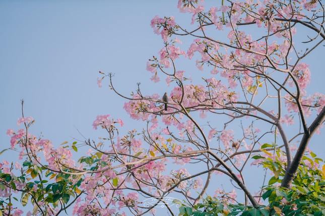 Hẹn hò Sài Gòn: Hoa kèn hồng nở sớm rực rỡ một khoảng trời, đẹp tựa như một thước phim ảnh 5