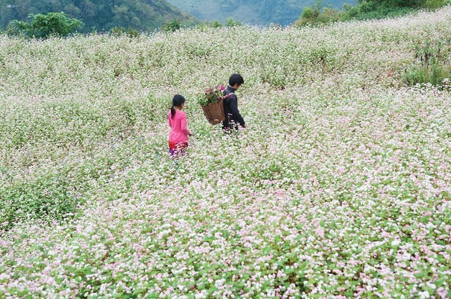 Cuộc thi viết Trà sữa cho tâm hồn: Giấc mơ ở lại mùa tam giác mạch ảnh 2
