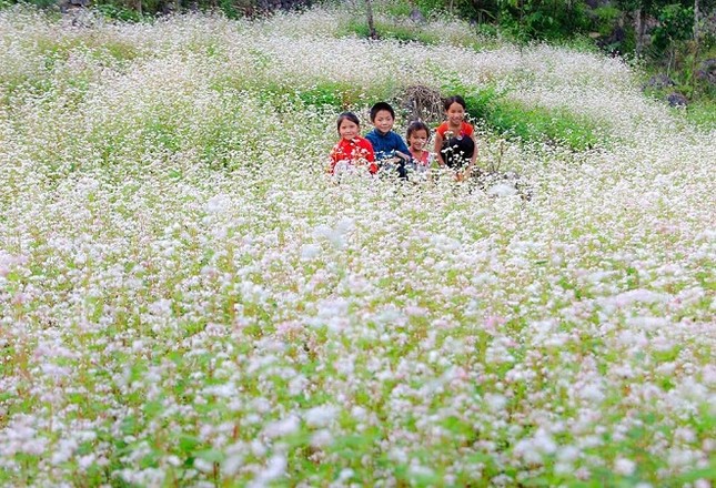 Cuộc thi viết Trà sữa cho tâm hồn: Giấc mơ ở lại mùa tam giác mạch ảnh 4