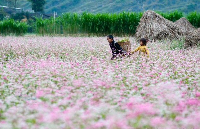 Cuộc thi viết Trà sữa cho tâm hồn: Giấc mơ ở lại mùa tam giác mạch ảnh 3
