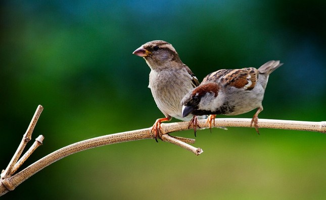 Bạn đọc sáng tác: Tôi cứu một chú chim sẻ nhỏ, xây đắp êm đềm kỷ niệm tuổi thơ ảnh 1