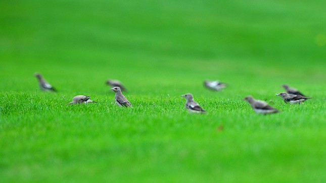Đánh 66 gậy trong ngày đầu tiên, Nguyễn Đặng Minh lập kỷ lục tại Giải Vô địch Golf Quốc gia ảnh 46