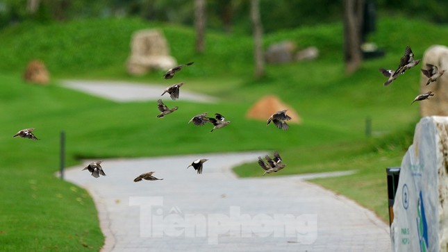 Đánh 66 gậy trong ngày đầu tiên, Nguyễn Đặng Minh lập kỷ lục tại Giải Vô địch Golf Quốc gia ảnh 52