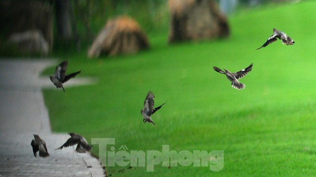 Đánh 66 gậy trong ngày đầu tiên, Nguyễn Đặng Minh lập kỷ lục tại Giải Vô địch Golf Quốc gia ảnh 50