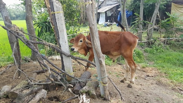 Dân 'tố' cán bộ xã nhận bò giống rồi đem bán cho lò mổ ảnh 2