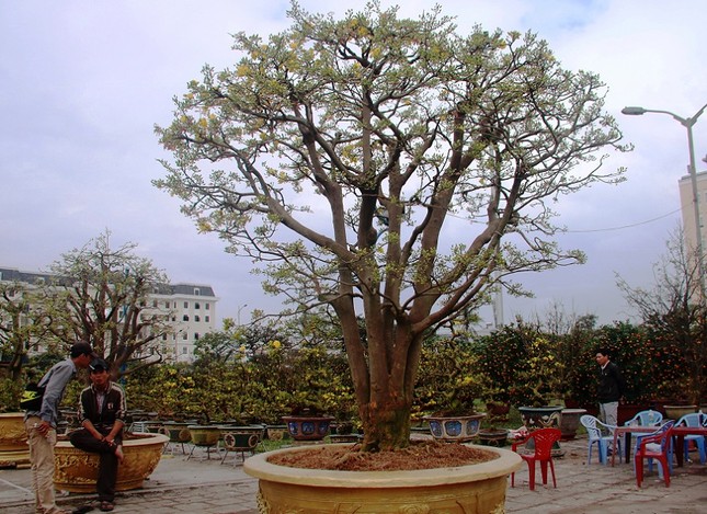 Cây mai hơn 100 tuổi, giá 3 tỷ ở chợ hoa Tết Đà Nẵng ảnh 1