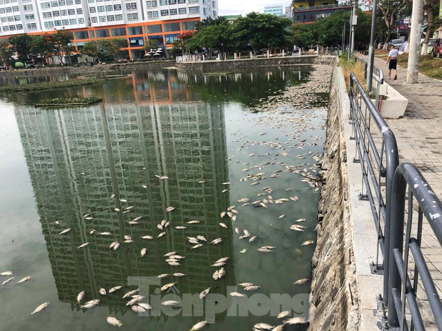 Cá chết trắng hồ điều hòa ở Đà Nẵng do rò rỉ nước thải ảnh 2