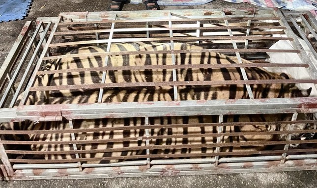 Bắt quả tang đối tượng mua cá thể hổ nặng 250kg về để nấu cao ảnh 1