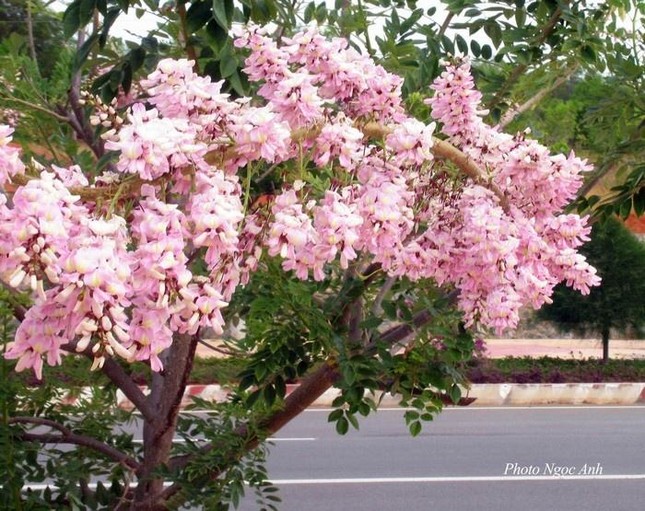 Lạc vào mùa hoa đỗ mai Vũng Tàu: Những cung đường ngập sắc trắng và hồng như phim anime ảnh 5
