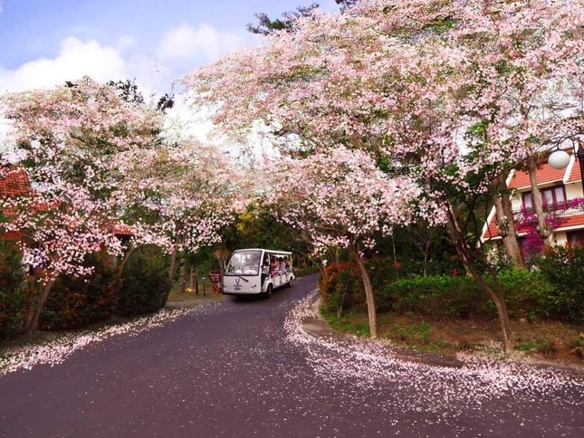 Lạc vào mùa hoa đỗ mai Vũng Tàu: Những cung đường ngập sắc trắng và hồng như phim anime ảnh 6