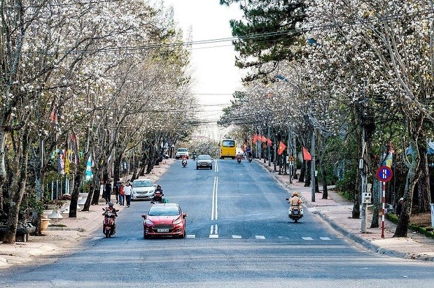 Đà Lạt lắp đặt đèn giao thông: Phải hy sinh nét văn hóa riêng vì du khách ngày càng đông? ảnh 5