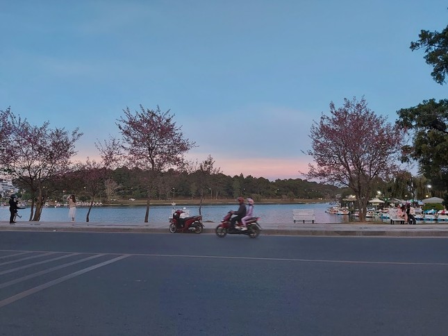 Dẫu mai anh đào đang mùa nở rộ, Đà Lạt những ngày cuối năm vẫn vắng lặng lạ thường ảnh 2