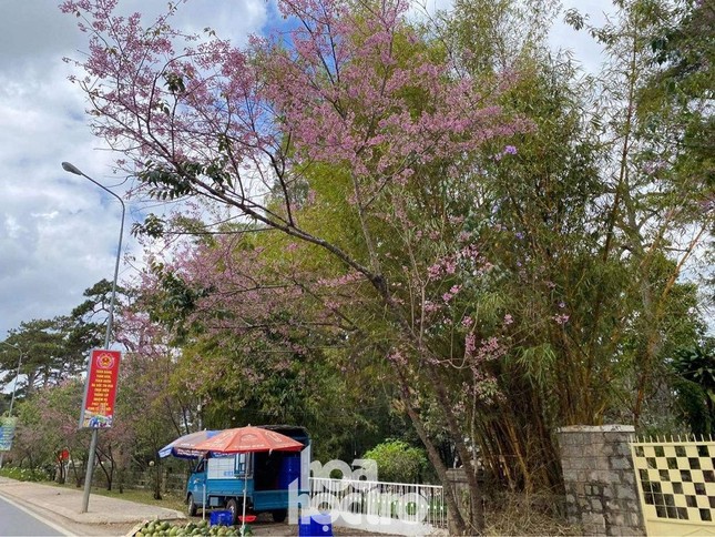 Dẫu mai anh đào đang mùa nở rộ, Đà Lạt những ngày cuối năm vẫn vắng lặng lạ thường ảnh 9