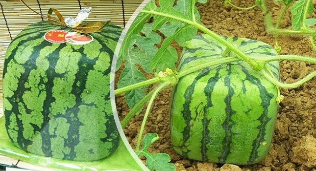 Giá trị xứng đáng sau một hành trình khó nhọc và có phần “đau đớn” ảnh 2