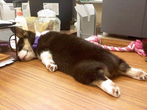 Muôn vàn tư thế ngủ khó đỡ của đại boss ảnh 4