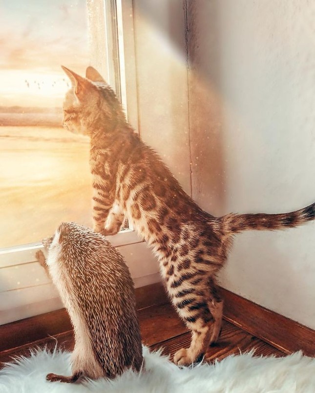 Phát hờn với cặp đôi mèo và nhím dắt tay nhau đi khắp thế gian ảnh 10