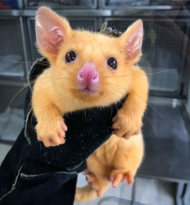 Pikachu là có thật, nhanh tay đón ngay về thôi! ảnh 2