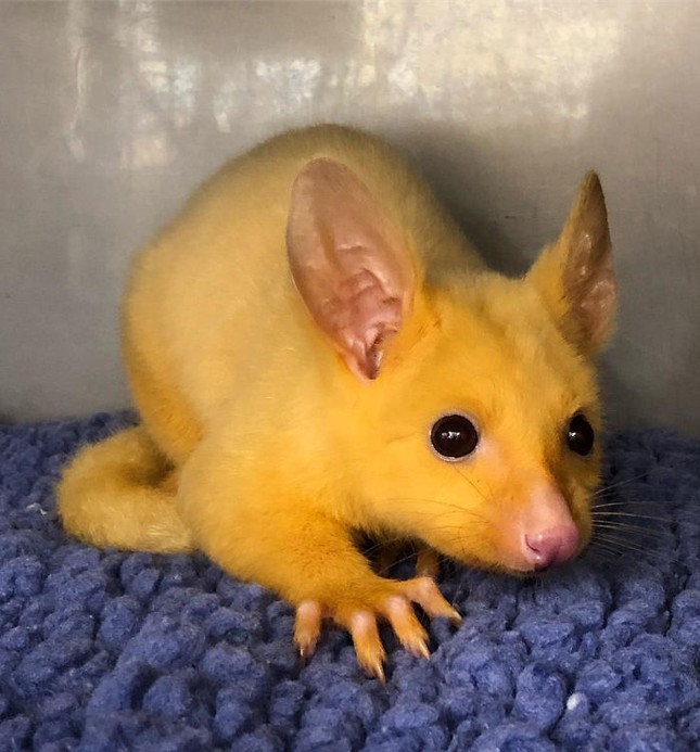 Pikachu là có thật, nhanh tay đón ngay về thôi! ảnh 5