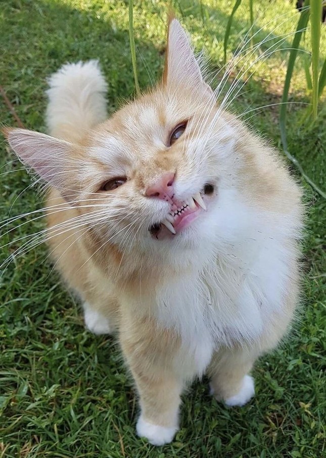 Đâu chỉ chúng ta mới cần “niềng răng", các "boss" này cũng muốn đi nha sĩ! ảnh 1