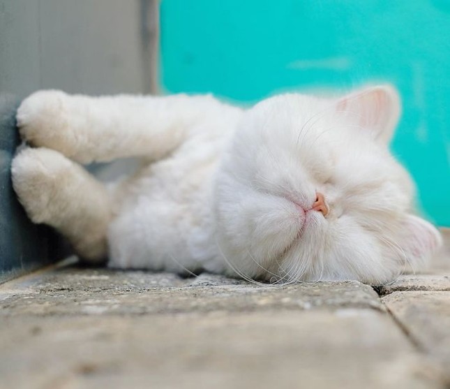 Em mèo mù xinh đẹp này là minh chứng cho sức mạnh của tình yêu thương ảnh 3