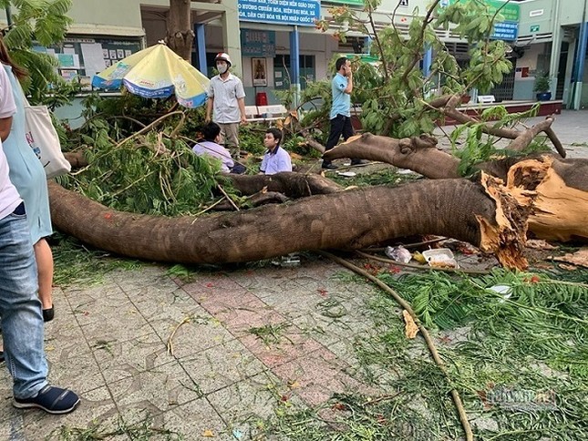 Toàn cảnh vụ cây phượng bật gốc đè vào người học sinh gây thương vong tại trường Bạch Đằng ảnh 1