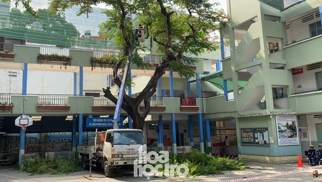 Toàn cảnh vụ cây phượng bật gốc đè vào người học sinh gây thương vong tại trường Bạch Đằng ảnh 5