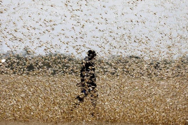 'Bão' châu chấu sa mạc có nguy cơ đến Việt Nam? ảnh 1