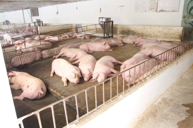Chuỗi chăn nuôi khép kín cung cấp thực phẩm an toàn cho người tiêu dùng Thủ đô ảnh 1