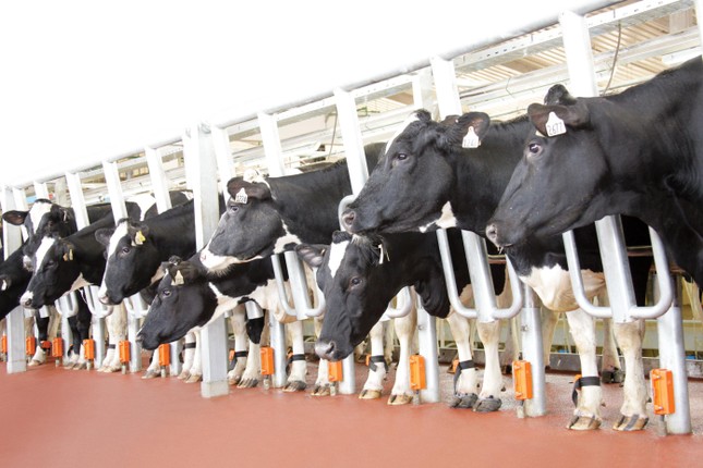 TH true Milk làm giàu cùng nông dân thế nào tại siêu dự án bò sữa tại Thanh Hóa? ảnh 3