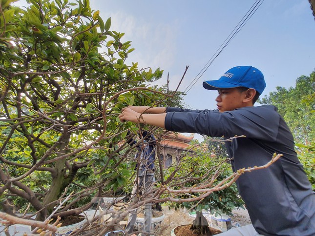 Người trồng mai ở TPHCM gấp rút tỉa lá, trâu vàng 'cõng' quất hút khách miền Tây ảnh 4