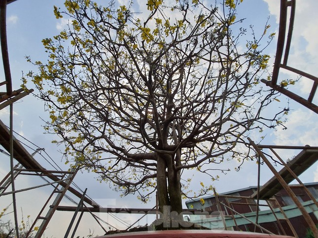 Ngắm cây mai vàng 'khủng' giá tiền tỷ ở TPHCM ảnh 9