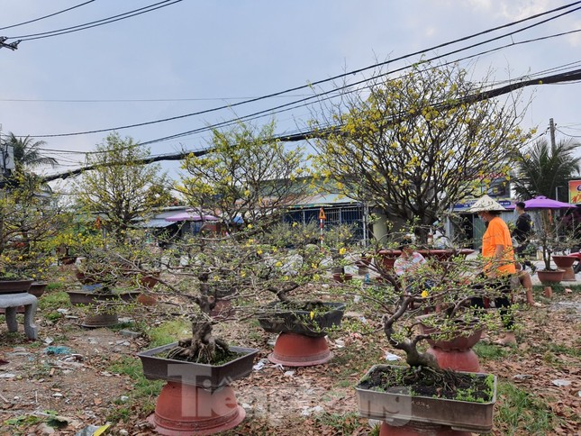 Ngắm cây mai vàng 'khủng' giá tiền tỷ ở TPHCM ảnh 14