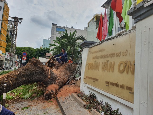 Cây trong trường học bật gốc làm ít nhất 7 người bị thương: Ai chịu trách nhiệm? ảnh 1