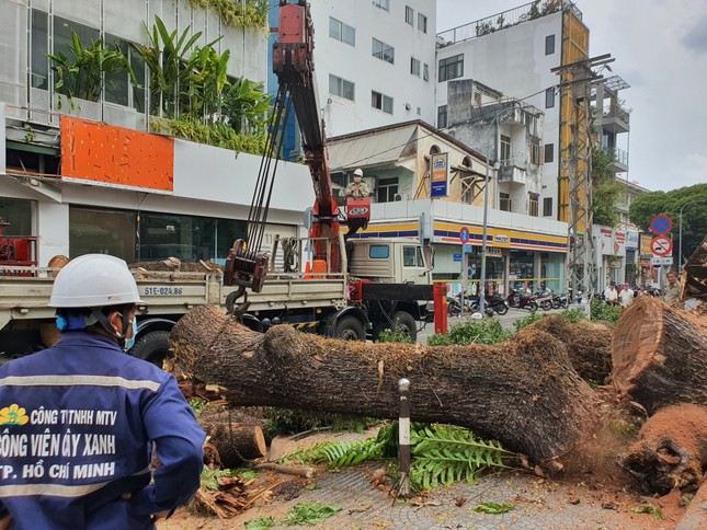 Cây trong trường học bật gốc làm ít nhất 7 người bị thương: Ai chịu trách nhiệm? ảnh 2