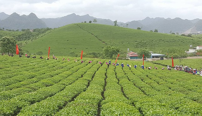 Tưng bừng Hội thi hái chè trên cao nguyên Mộc Châu ảnh 1