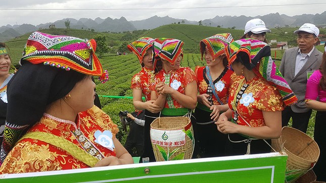 Tưng bừng Hội thi hái chè trên cao nguyên Mộc Châu ảnh 2