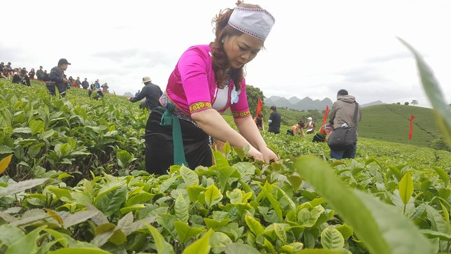 Tưng bừng Hội thi hái chè trên cao nguyên Mộc Châu ảnh 3