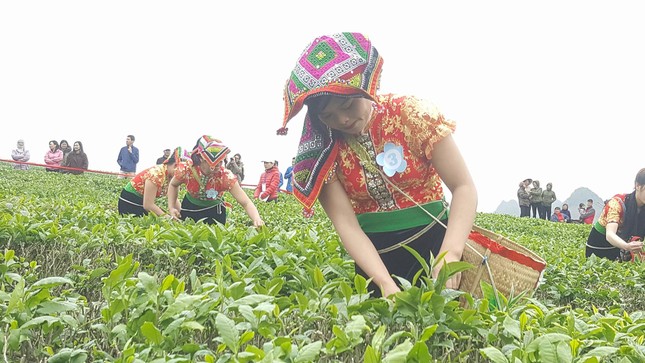 Tưng bừng Hội thi hái chè trên cao nguyên Mộc Châu ảnh 4