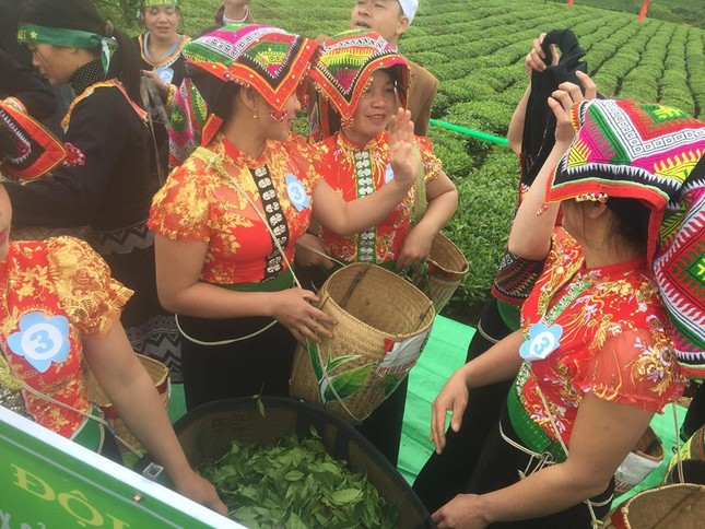 Tưng bừng Hội thi hái chè trên cao nguyên Mộc Châu ảnh 7