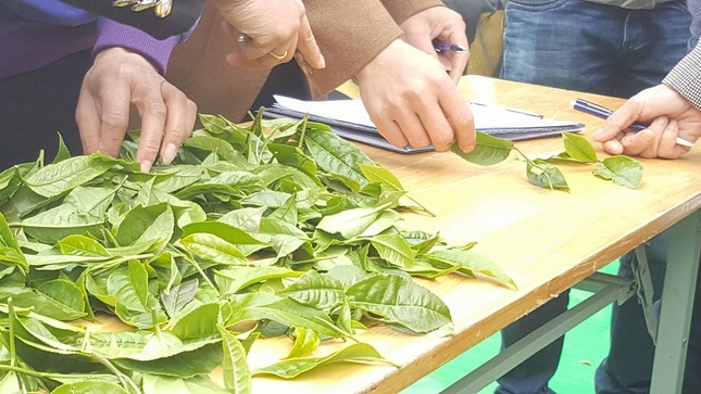 Tưng bừng Hội thi hái chè trên cao nguyên Mộc Châu ảnh 9