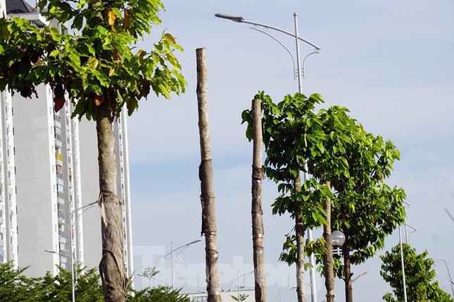 Hàng loạt cây xanh chết khô trên đường 'nghìn tỷ' ở Hà Nội ảnh 10