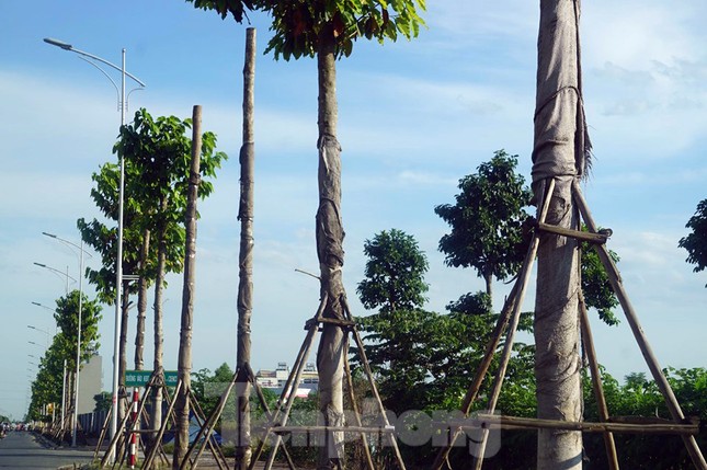 Hàng loạt cây xanh chết khô trên đường 'nghìn tỷ' ở Hà Nội ảnh 3
