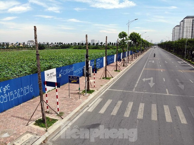 Hàng loạt cây xanh chết khô trên đường 'nghìn tỷ' ở Hà Nội ảnh 2