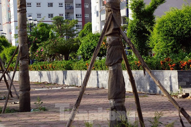 Hàng loạt cây xanh chết khô trên đường 'nghìn tỷ' ở Hà Nội ảnh 11