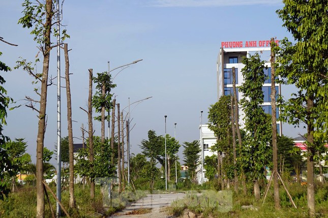 Hàng loạt cây xanh chết khô trên đường 'nghìn tỷ' ở Hà Nội ảnh 13
